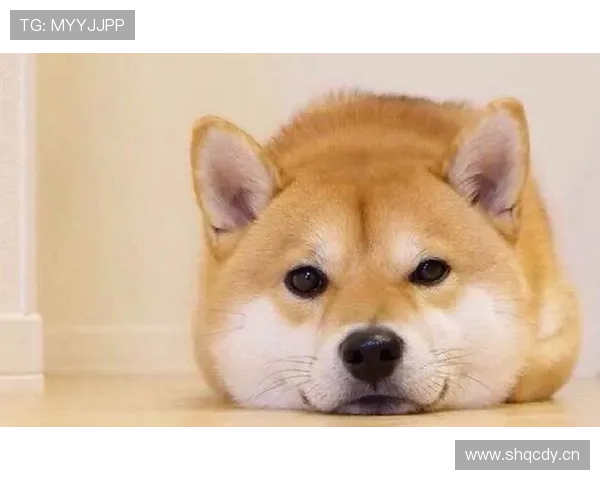 万狗体育赛事亮点解析及其对宠物行业的深远影响 万狗体育赛事亮点解析及其对宠物行业的深远影响